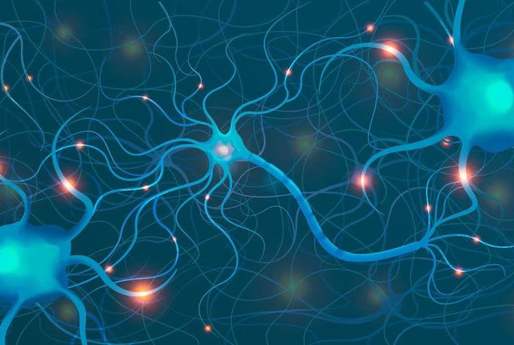 Sistem Saraf dalam Tubuh Manusia dan Peran Pentingnya, IPAS Kelas 6 SD