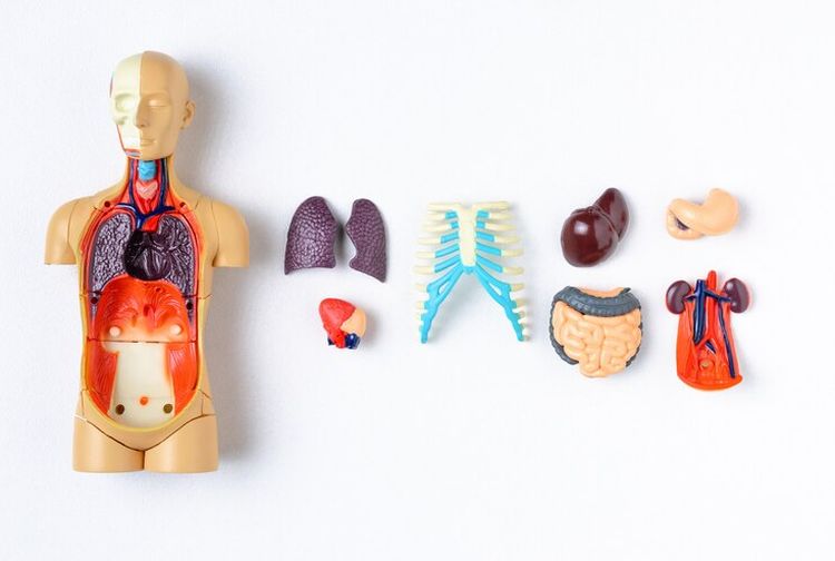 Belajar Bahasa Denmark NamaNama Organ Tubuh dan Artinya Kids