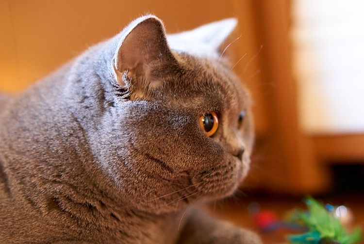 15 Fakta Menarik British Shorthair Ras Kucing Berpipi Tembam Dari