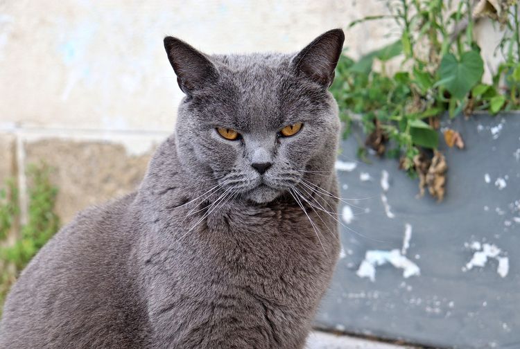 Mengenal Kucing Chartreux, Kucing yang Tenang dan Menggemaskan - Kids