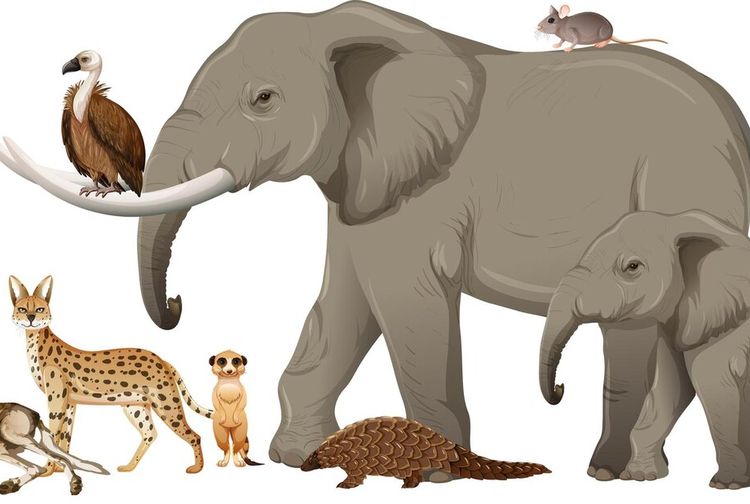 25 Nama Hewan Mamalia dalam Bahasa Inggris, Ada Monyet hingga Zebra - Kids