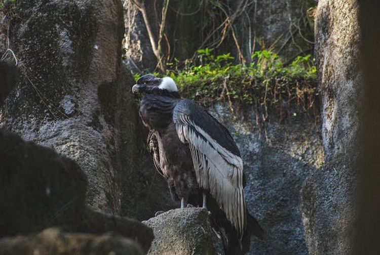 13 Fakta Menarik Burung Kondor Andes, Pemakan Bangkai yang Suka ...