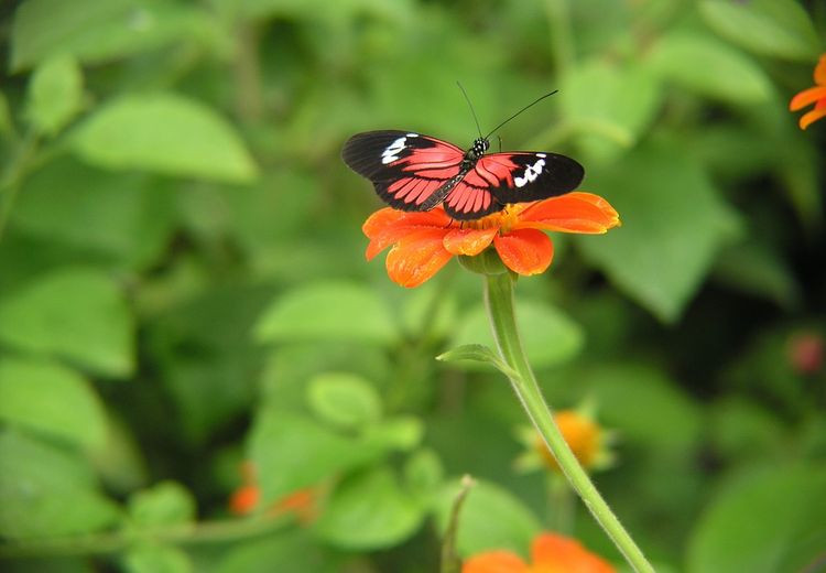 Flora Dan Fauna