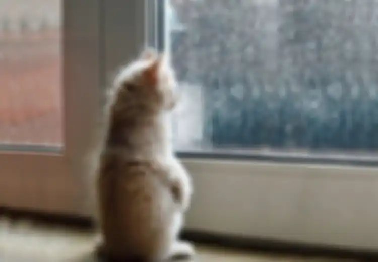 (Foto) Melankolis! Saat para Kucing Menantikan Kepulangan Pemiliknya