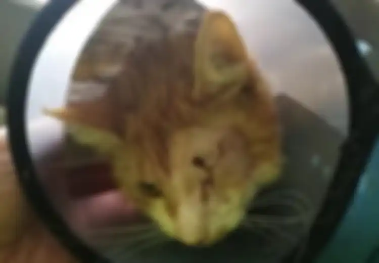 Tanpa Alasan Jelas, Mata Kucing Ditembak hingga Buta oleh Orang Asing