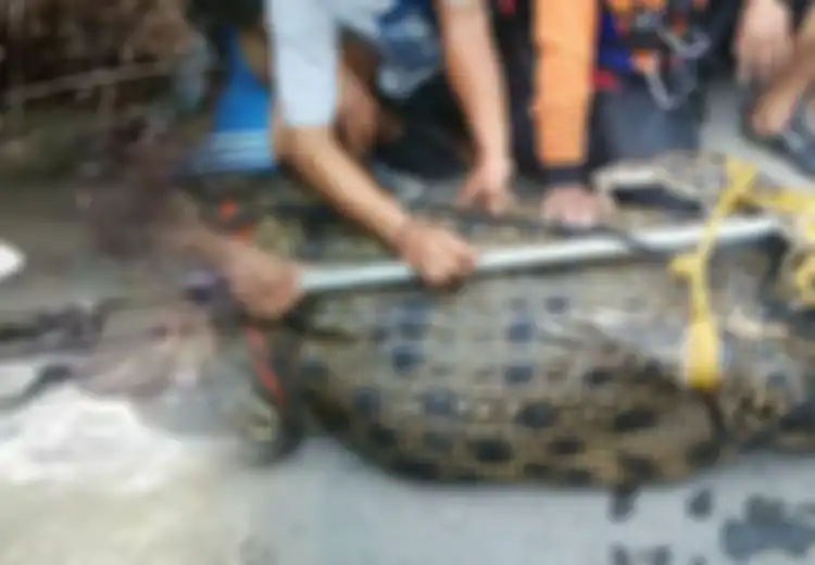 Kisah Pencari Ikan yang Kaget ketika Melihat Buaya di Sungai Sukoharjo