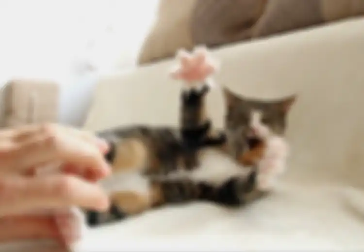 Mengamuk Jika Dibelai Ekornya, Ternyata Ada Bagian-bagian Khusus untuk Menyenangkan Kucing