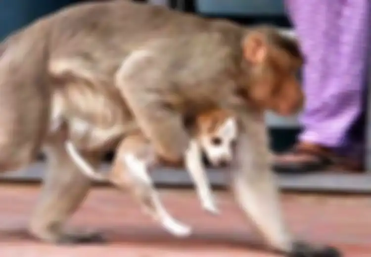 (Foto) Seekor Monyet Menculik Anak Anjing, namun Lihatlah Foto-foto Ini, yang Dilakukannya Sungguh Menyentuh Hati