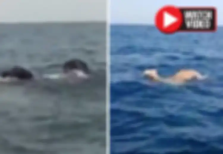 Unta dan Gajah Ditemukan Berenang di Tengah Laut, Orang-orang pun Ketakutan dan Bicara Soal Bahtera Nuh
