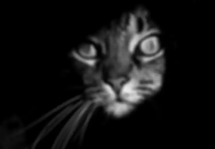 Waspadalah, Parasit Kucing yang Dapat Kendalikan Pikiran Anda!