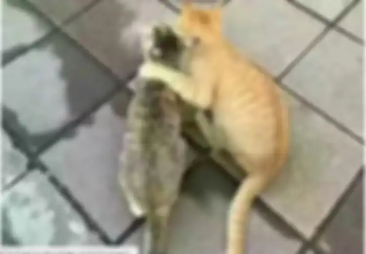Si Kucing Betina Selingkuh Sang Kucing Jantan Patah Hati, Lucu Banget Ekspresinya!