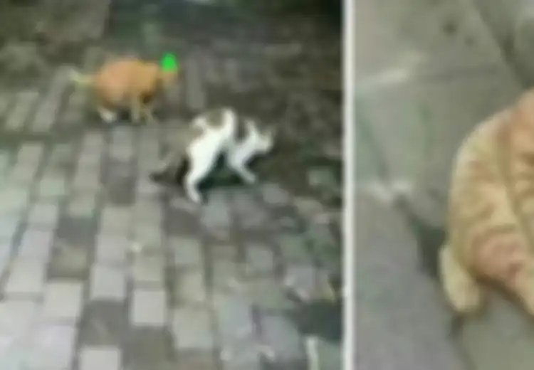 Kucing Betina Selingkuh Sang Kucing Jantan Patah Hati, Ekspresinya Lucu Banget!