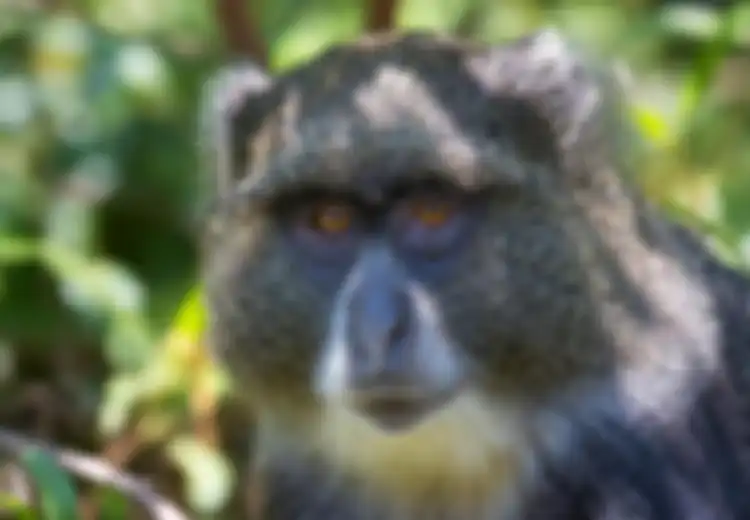 Monyet Tanzania Ternyata Maniak Seks dan Suka Berhubungan dengan Spesies Berbeda!