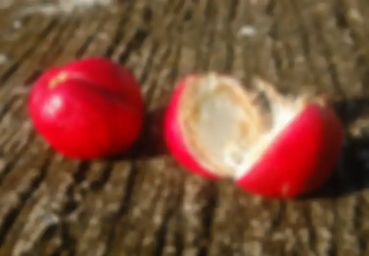 Sering Didengar, Namun Tidak Ada yang Tahu Bentuknya, Ternyata Seperti Inilah Wujud Buah Simalakama