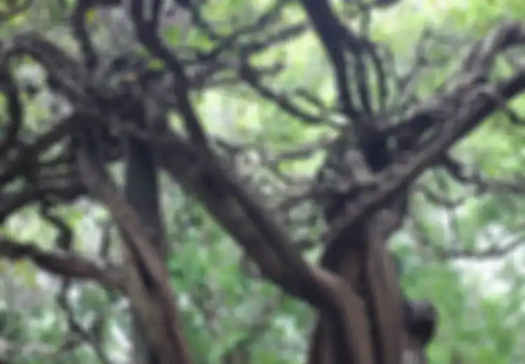 Nyata, Di Lamongan ada Pohon Unik Mirip Pohon dalam Hutan Terlarang di Film Harry Potter