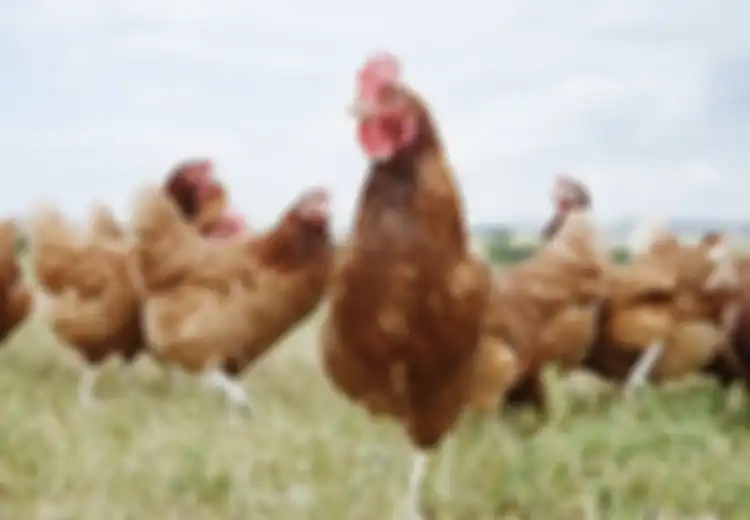 Ayam Super: Inilah Proyek Pencampuran Ras Ayam Terunggul dari Seluruh Dunia, Tujuannya Sungguh Mulia!