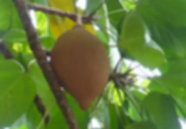 Benarkah Buah Kepayang Bikin Mabuk Seperti Perumpamaan yang Selama Ini Terkenal?