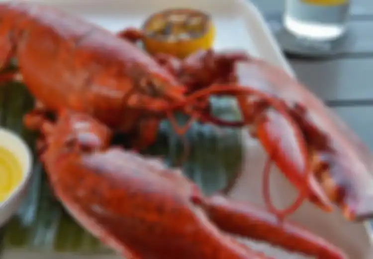 Lagi Ramai Masalah Benih Lobster, Nah Ini Cara Makan Lobster Buah Para Pemula Demi Dapatkan Banyak Daging!