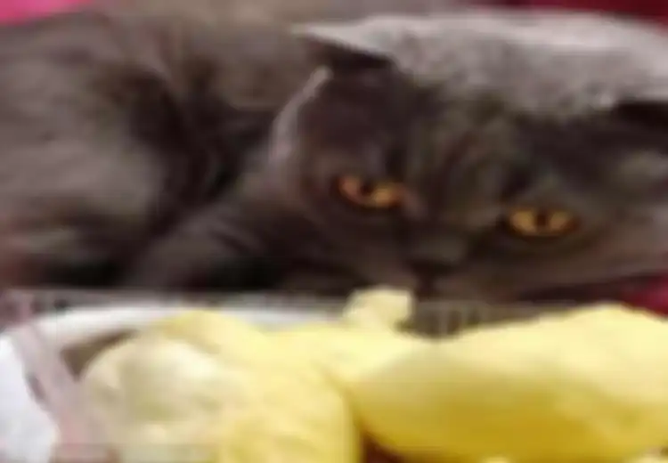 (Video) Kucing Ini Pingsan Akibat Mencium Aroma Durian, Lucu Banget!