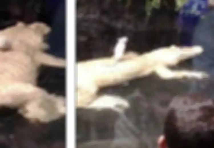 (Video) Perjuangan si Tikus Putus Menyelamatkan Diri Sebagai Santapan Buaya Albino Ini Sungguh Patut Dapat Pujian