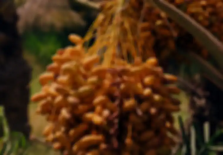 Buka Puasa Tanpa Kurma Kurang Afdol, Bagaimana Bila Bulan Puasa Jatuh Di Luar Musim Kurma?