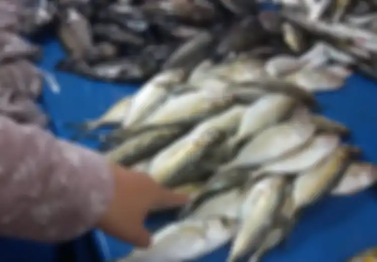 Jangan Salah, Ikan Kembung Lebih Bergizi Ketimbang Salmon yang Mahal
