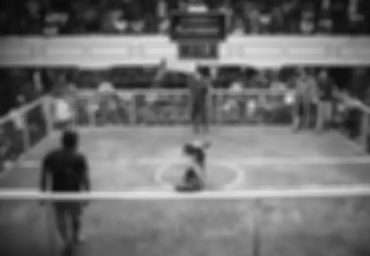 Nonton Sabong di Colloseum, Kalau Kalah Jadilah Ayam Goreng