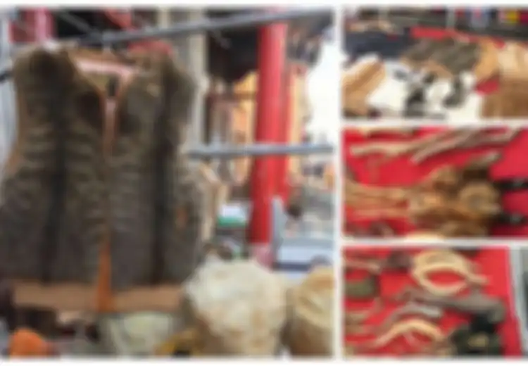 Sadis! Di Tempat Ini Kucing Dikuliti dan Kulitnya Dibuat Jaket