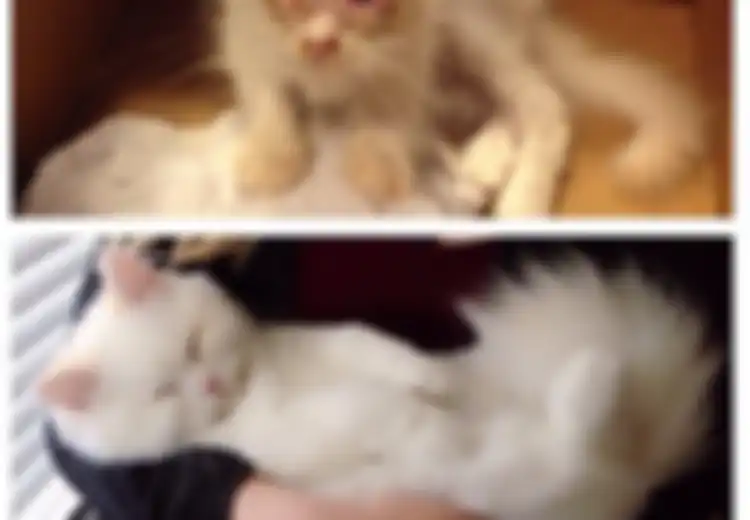 Foto Before-After Hewan Terlantar Hingga Diadopsi oleh Keluarga Barunya, Sungguh Menghangatkan Hati!