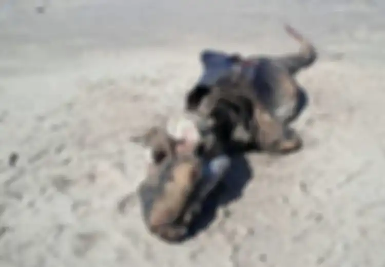 Makhluk Aneh Seperti ‘Alien’ Terdampar di Pantai Wales, Semua Orang pun Bingung saat Melihatnya
