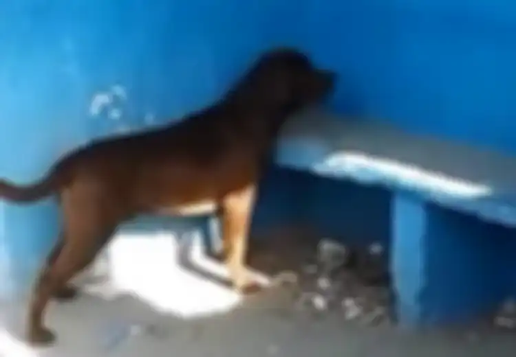 3 Hari 'Non-Stop' Anjing Ini Berdiri Menatap Tembok Biru Stasiun, Alasannya?