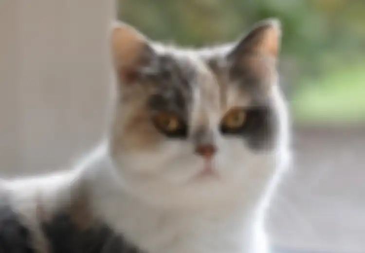 Keren! 5 Hewan Ini Bisa Mendeteksi Bahaya Lho, Salah Satunya Kucing