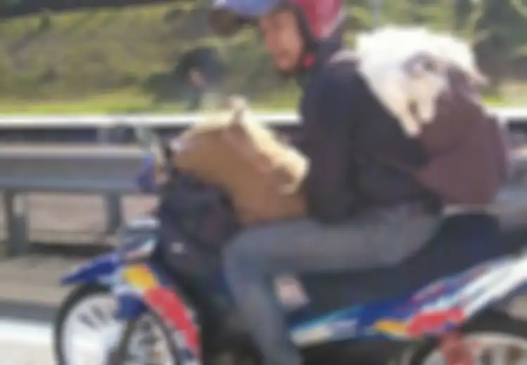Terlanjur Sayang Pemuda Malaysia Ini Ajak Kucingnya Mudik Bareng Naik Motor
