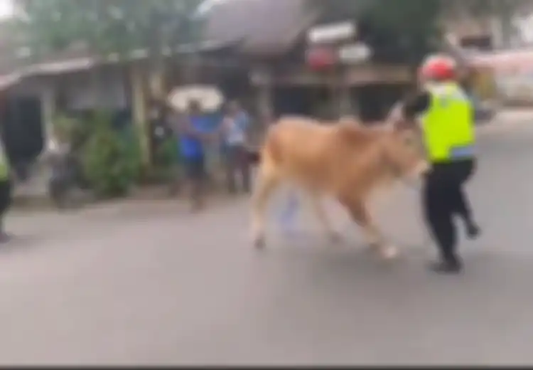 (Video) Bikin Geger, Seekor Sapi Ngamuk di Jalan Hingga Buat Polisi Turun Tangan