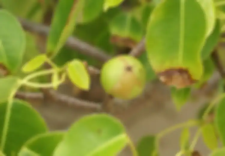 Orang-orang Menyebutnya ‘Pohon Kematian’, Benarkah Ini Pohon Paling Beracun di Dunia
