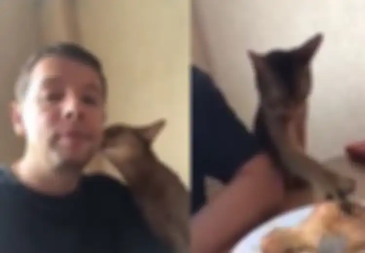 (Video) Lucu Banget, Kucing Ini Merayu Seorang Pria Agar Bisa Makan Daging!