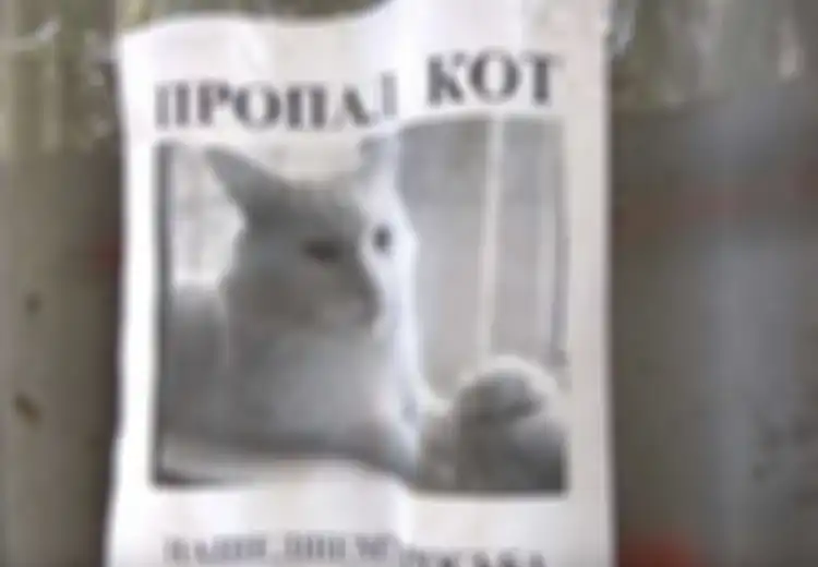 (Video) Poster Kucing Hilang Ini Bikin Heboh karena Bisa Menengok Sendiri, Ini Penjelasannya