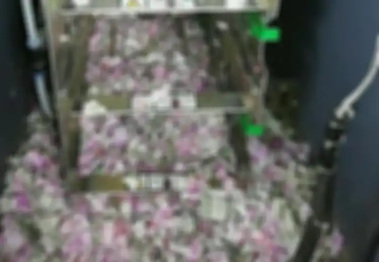 Tikus-tikus Ini Sungguh Kebangetan, Makan Uang di ATM Hingga Rp250 Juta