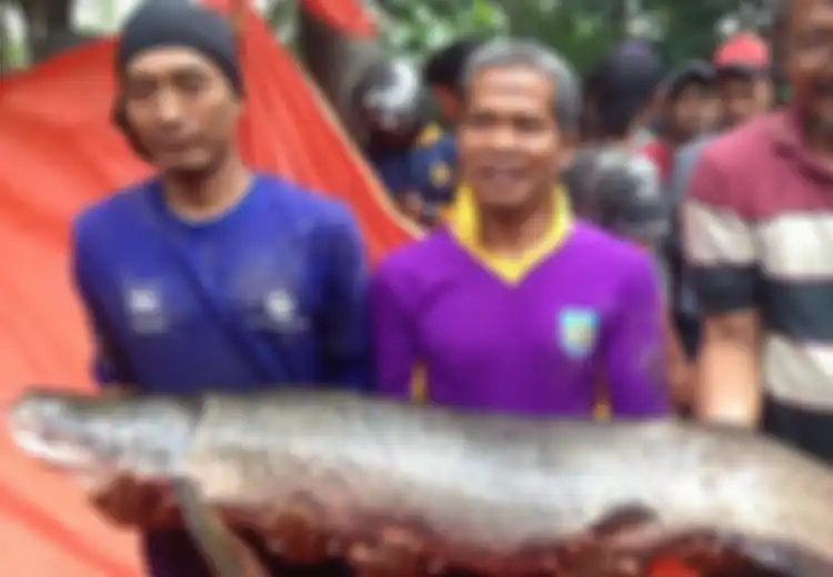 Heboh Penemuan Ikan Arapaima di Sungai Brantas, 'Monster Sungai Amazon' yang Kebal Peluru