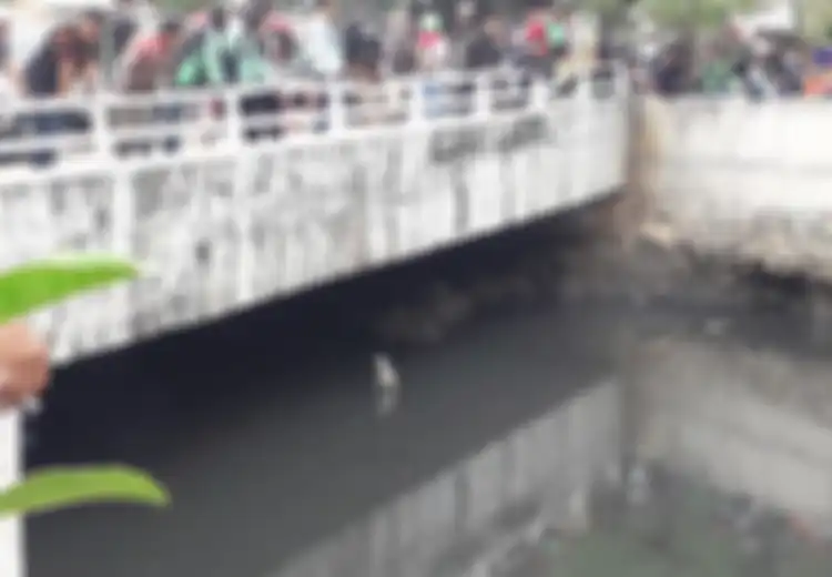 Buaya Muara Muncul di Kali Grogol Jakarta, 3 Ekor Ayam Digunakan Untuk memancingnya