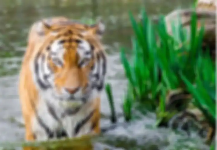 Siapa Sebenarnya Raja Hutan Itu, Gajah, Harimau, Atau Manusia?