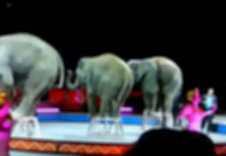 Karena Banyaknya Gajah yang Masuk Arena Sirkus, Maka Lahirlah Kata ‘Jumbo’