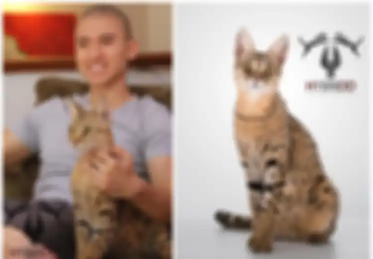 Harganya Mencapai Rp350 Juta, Inilah Savannah F1 Kucing Termahal di Dunia yang Punya Banyak Kelebihan
