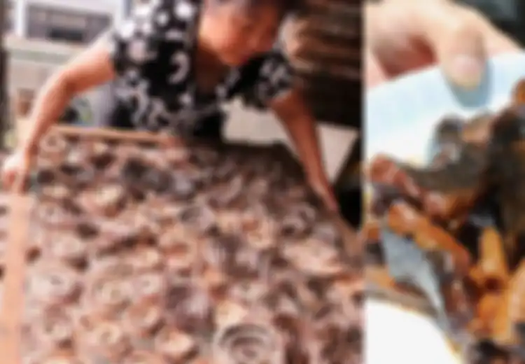 Mengintip Desa Ular di China, Lebih dari 3 Juta Ular Diternakkan di Sini dan Menghasilkan Rp172 M per Tahun