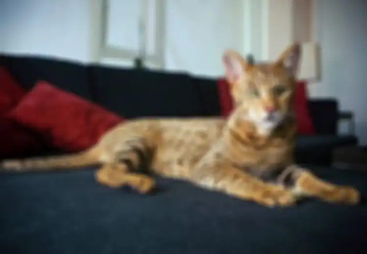 5 Kucing Termahal di Dunia, Nomor 1 Harganya Rp1,4 Miliar Lho!