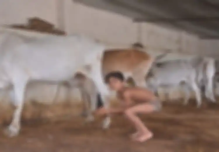 Keluarga Ini Rutin Mandi Dengan Menggunakan Kotoran Sapi, Ini Manfaatnya Menurut Mereka