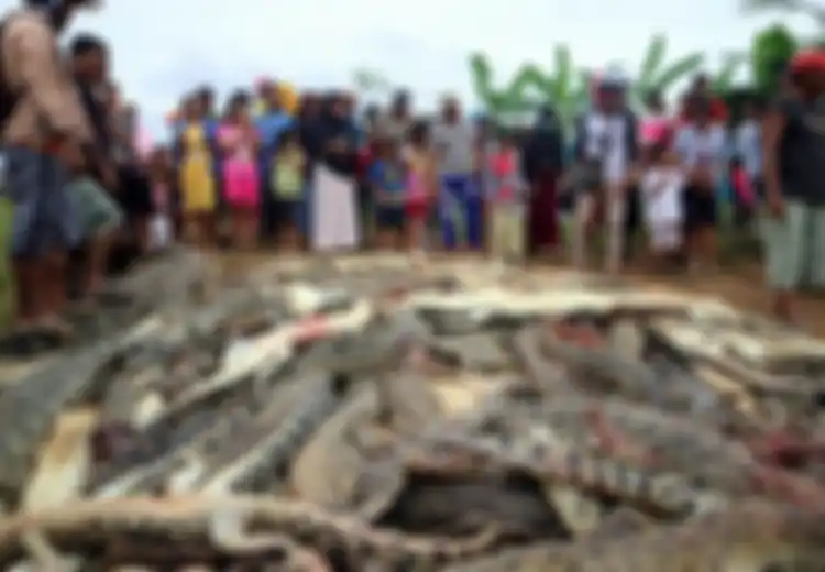 Seorang Warga Digigit Buaya Hingga Tewas, Puluhan Warga Marah dan Balik Bunuh 300 Buaya