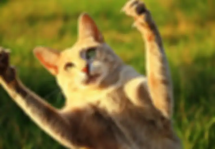 Hanya Karena Dicakar Kucing, Remaja Ini Alami Gangguan Mental