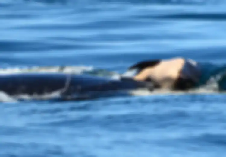 Duka Paus Orca yang Bawa Mayat Bayinya Melintasi Laut Ratusan Kilometer Selama 3 Hari
