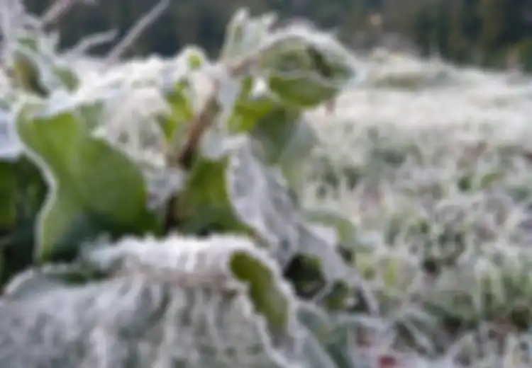 Capai 0 Derajat Celcius, Tempat di Indonesia Ini Juga Diselimuti Es Layaknya Dieng dan Eropa Saat Musim Dingin